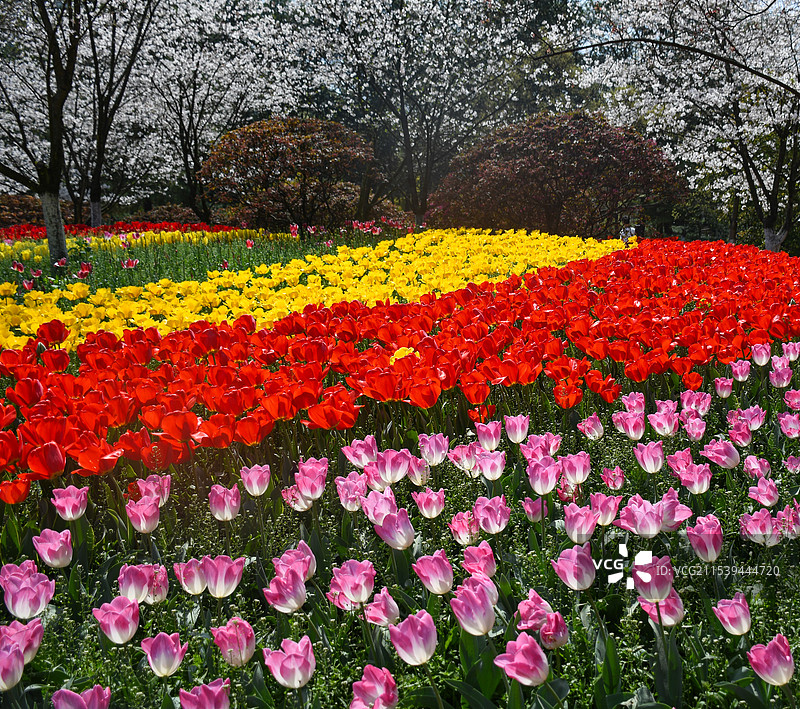 杭州太子湾春日多彩郁金香花海竞相开放图片素材