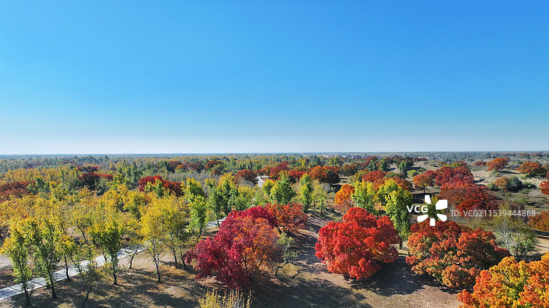 乌旦塔拉五角枫公园秋色图片素材