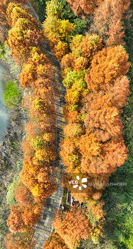 贵州省遵义市新蒲湿地公园人行步道色彩斑斓图片素材