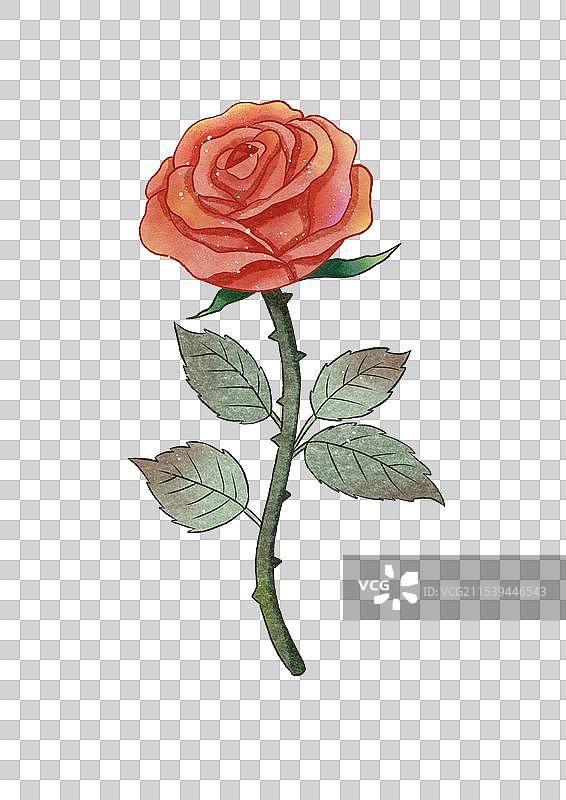 玫瑰花图片素材