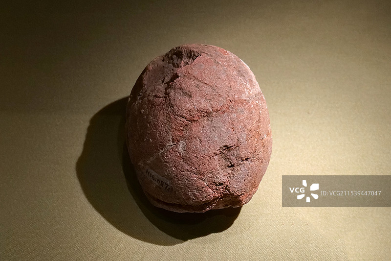 厚皮圆形蛋（恐龙蛋） 晚白垩纪 山东莱阳出土 山东博物馆“山东龙-穿越白垩纪”展图片素材