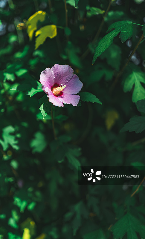 中国野生植物拍摄主题，粉红色的木槿开花植物，绿色的树叶，户外无人图像摄影图片素材