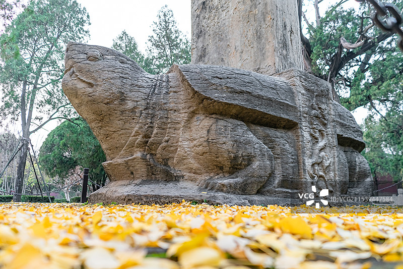 中国山东泰安泰山旅游景区著名景点，行宫岱庙古典式碑刻拍摄主题,万代瞻仰石碑乌龟赑屃，户外无人图像摄影图片素材