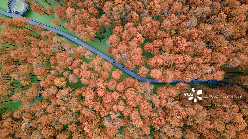临安青山湖水上森林航拍图片素材