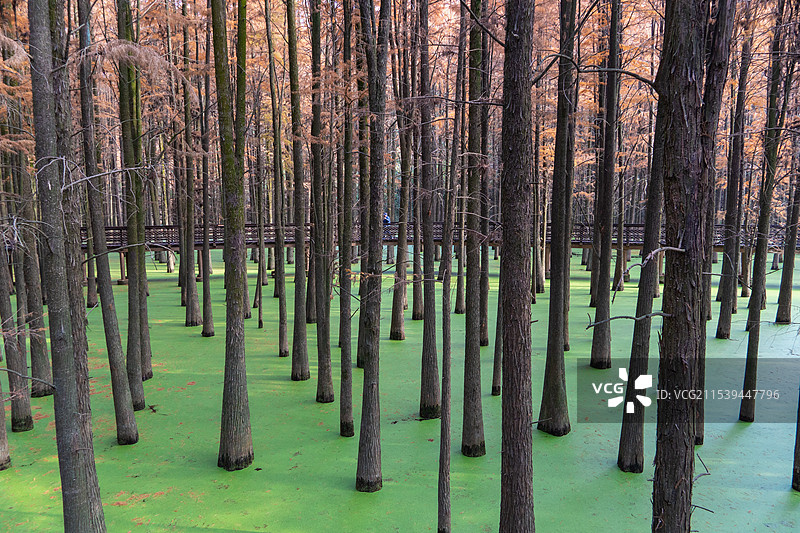 青山湖水上森林公园图片素材