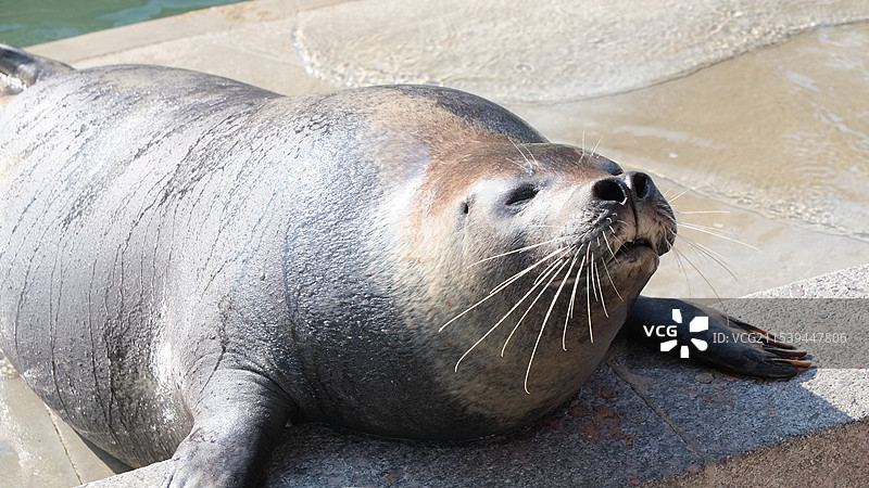 憨态可掬的海豹图片素材