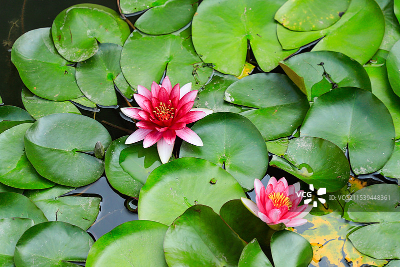 北京古北水镇 睡莲图片素材