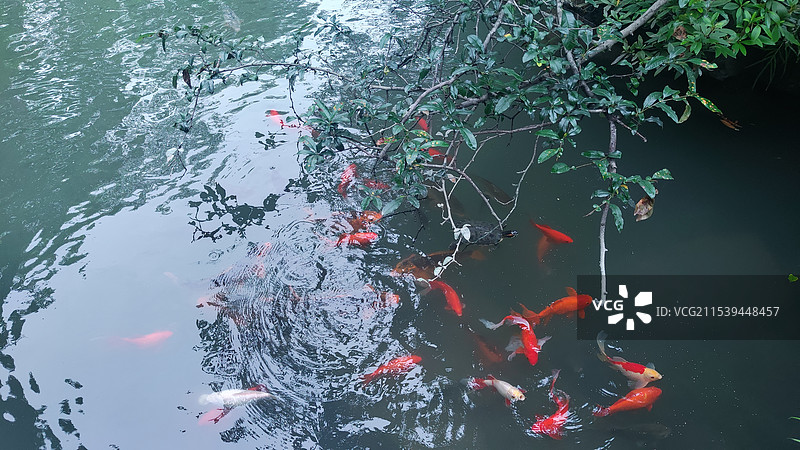 武侯祠-锦鲤群图片素材