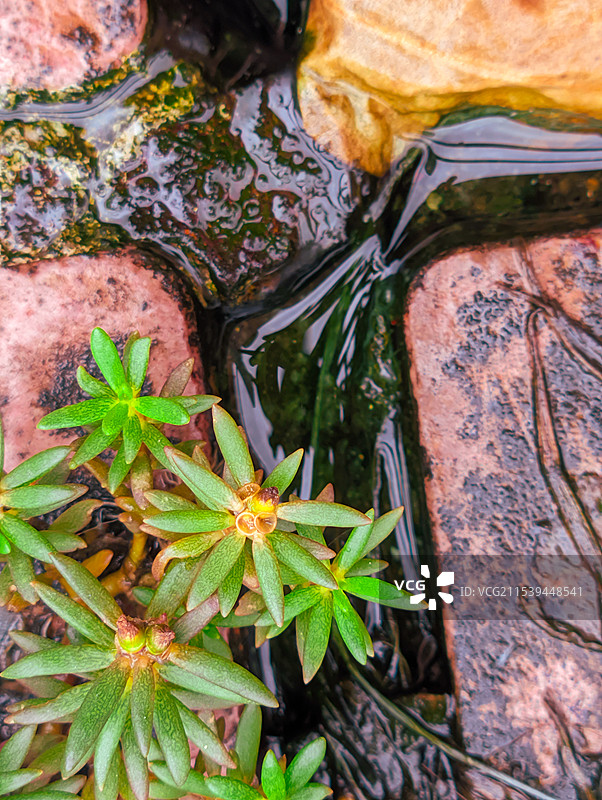 楼顶水沟夹缝中生长的毛马齿苋图片素材