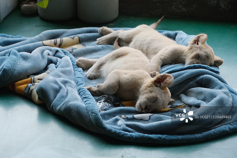 徐州邳州九鼎山小狮子图片素材