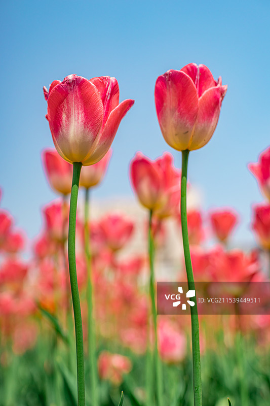 中国野生植物拍摄主题  ,春天的郁金香栽培植物树木，盛开的红色粉色的花朵，户外白昼无人图像摄影图片素材
