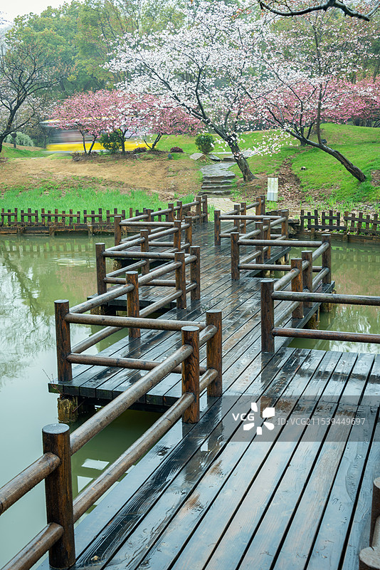 烟雨迷蒙的江南春天，无锡鼋头渚的樱花盛开密密麻麻挂满枝头，春天到来的气息，木制九曲桥向远处延伸图片素材