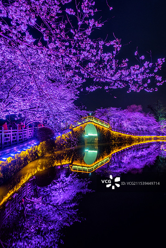 无锡鼋头渚的樱花盛开，夜幕开启华灯初上，夜景中的长春桥和樱花被灯光照亮，充满春天浪漫气息图片素材