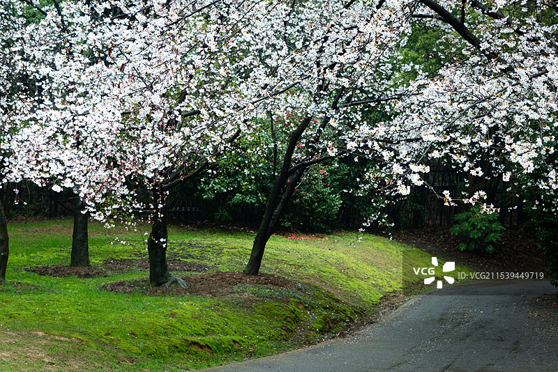 烟雨迷蒙的江南春天，无锡鼋头渚的樱花盛开密密麻麻挂满枝头，春天到来的气息图片素材