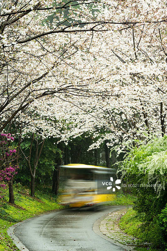 烟雨迷蒙的江南春天，无锡鼋头渚的樱花盛开密密麻麻挂满枝头，春天到来的气息，一辆小车穿行樱花丛中图片素材