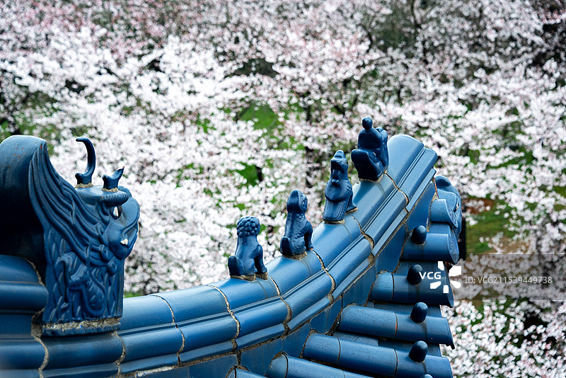 烟雨迷蒙的江南春天，无锡鼋头渚的樱花盛开密密麻麻挂满枝头，春天到来的气息，前景是蓝色的琉璃瓦中式屋檐图片素材