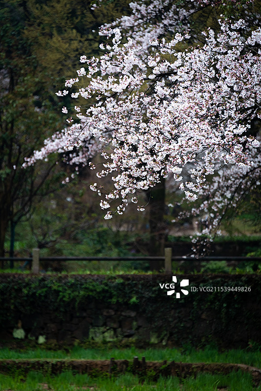 烟雨迷蒙的江南春天，无锡鼋头渚的樱花盛开密密麻麻挂满枝头，春天到来的气息图片素材