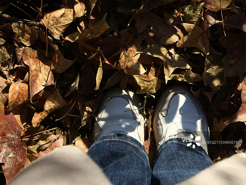 秋天落叶满地，踩上去嘎吱作响图片素材