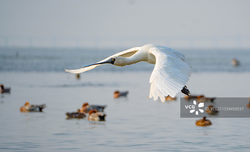 栖息在深圳湾公园觅食飞翔的黑脸琵鹭图片素材
