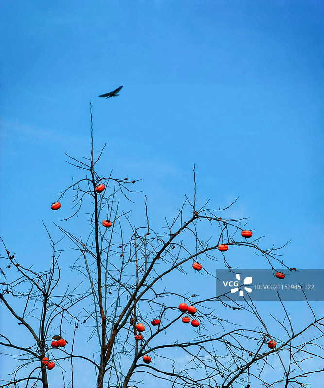 柿子熟了图片素材