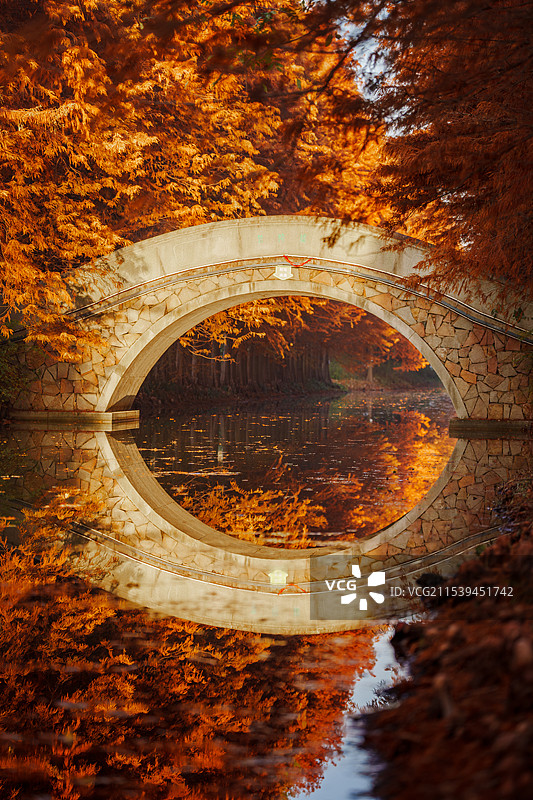 苏州虎丘湿地公园红衫树图片素材