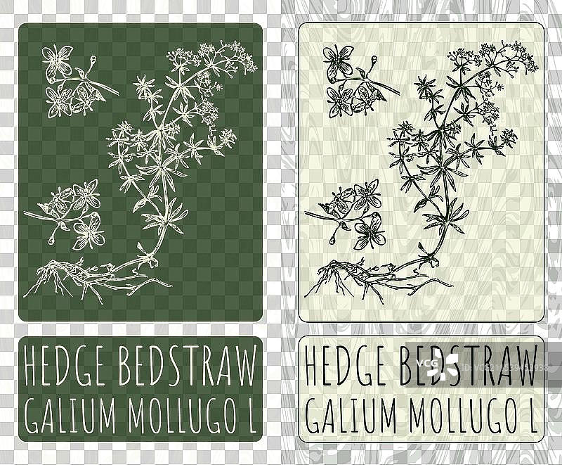 手绘的刺槐草图图片素材