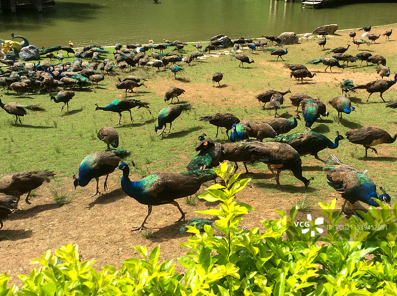 西双版纳原始森林公园景区图片素材
