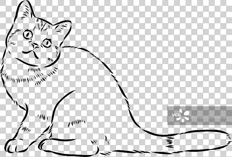 美国短毛猫的素描图片素材