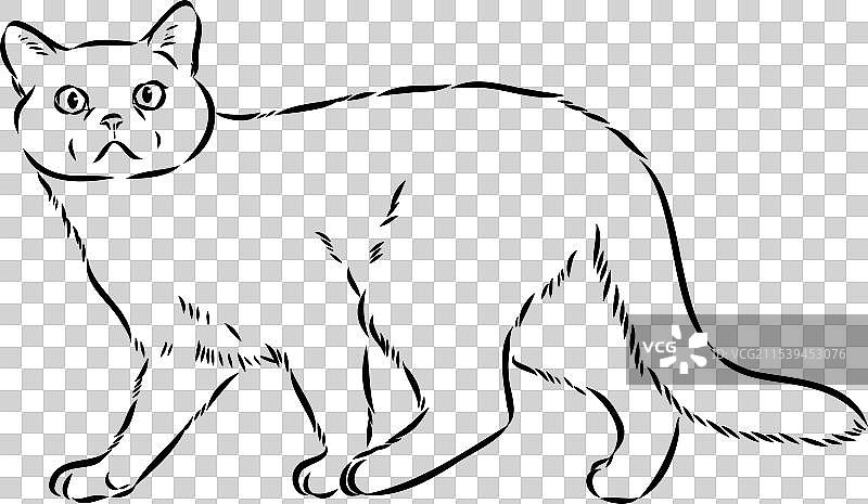 美国短毛猫的素描图片素材