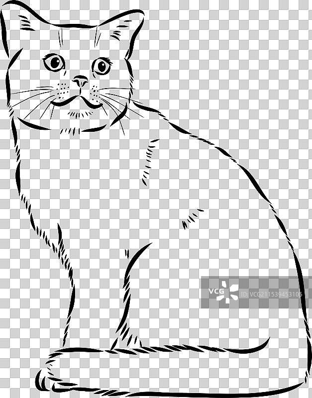 美国短毛猫的素描图片素材