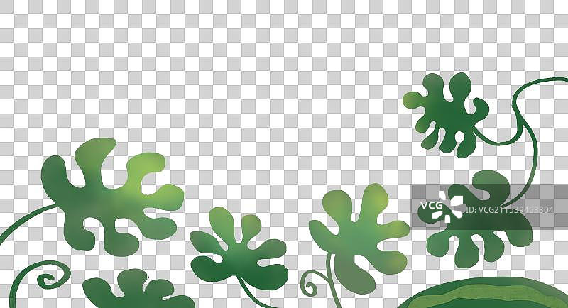 西瓜藤图片素材