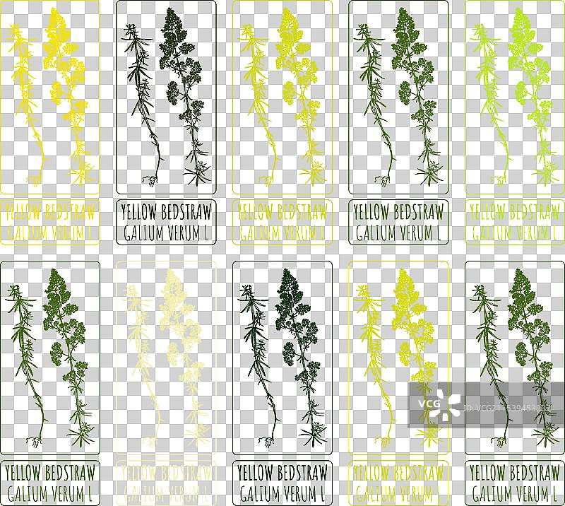 各种黄花草的绘画作品集图片素材