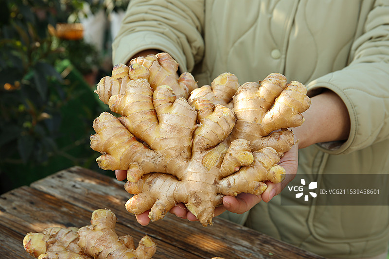 小黄姜图片素材