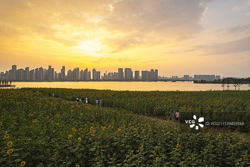 安徽蚌埠龙子湖边夏天盛开的向日葵航拍图片素材
