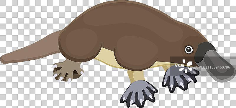 澳大利亚棕色鸭嘴兽卡通可爱动物图片素材