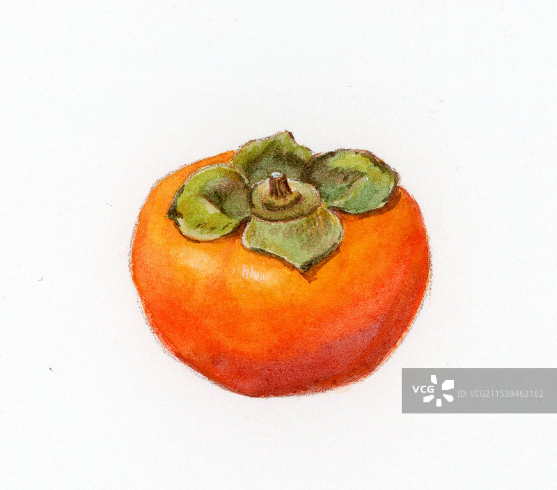 纯手绘水彩纸画一个柿子白色背景上的水果特写镜头图片素材