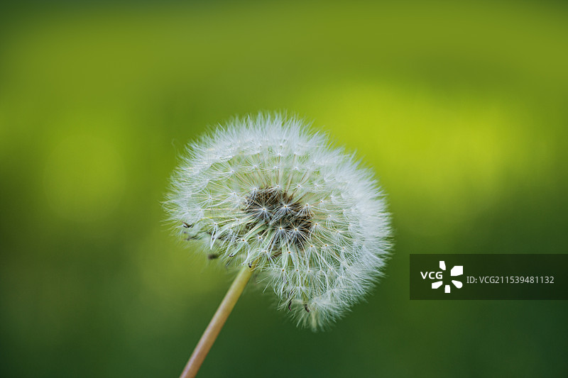 蒲公英微距特写图片素材