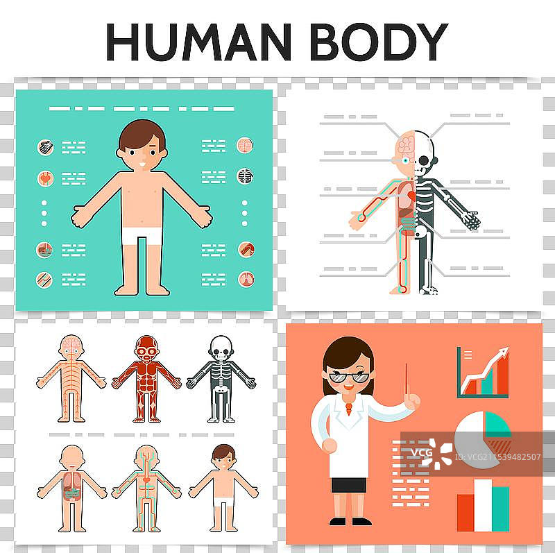 扁平的人体解剖方形概念图片素材