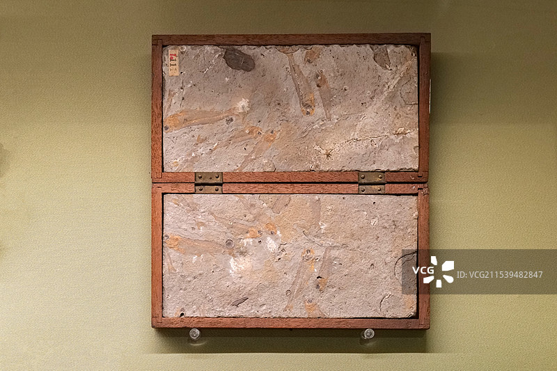 中华狼鳍鱼 早白垩世 山东莱阳出土 山东博物馆“山东龙-穿越白垩纪”展图片素材