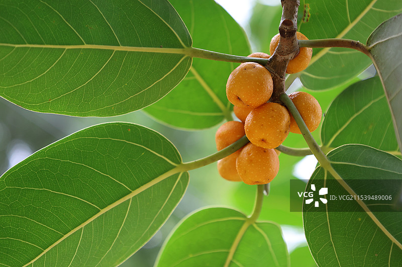 海南三亚，亚龙湾火车站，热带植物，高山榕树果图片素材
