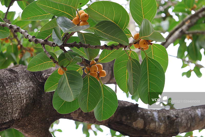 海南三亚，亚龙湾火车站，热带植物，高山榕树果图片素材