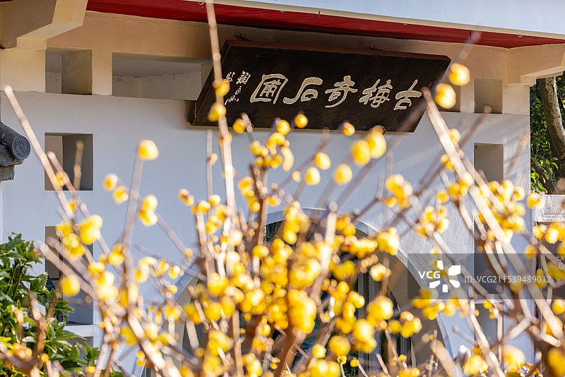 无锡荣氏梅园盛开的腊梅花图片素材
