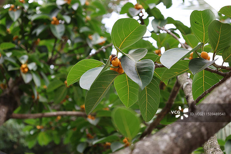 海南三亚，亚龙湾火车站，热带植物，高山榕树果图片素材