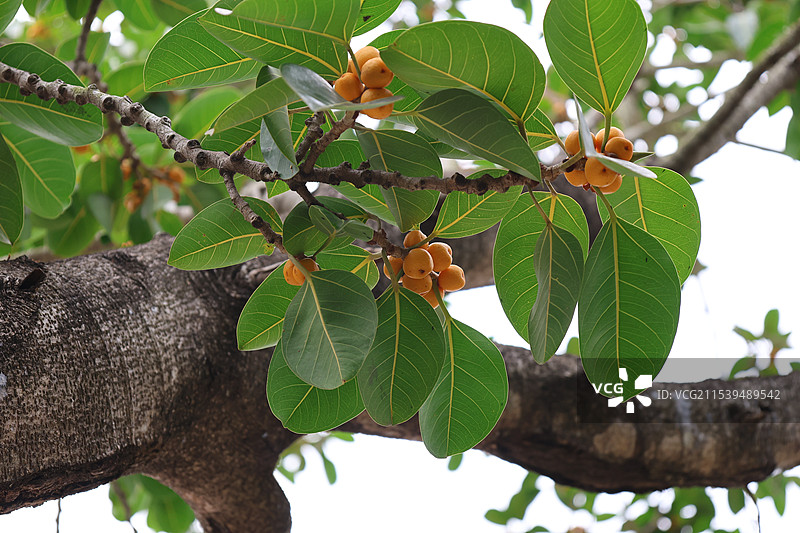 海南三亚，亚龙湾火车站，热带植物，高山榕树果图片素材