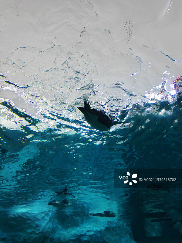 舞蹈企鹅图片素材