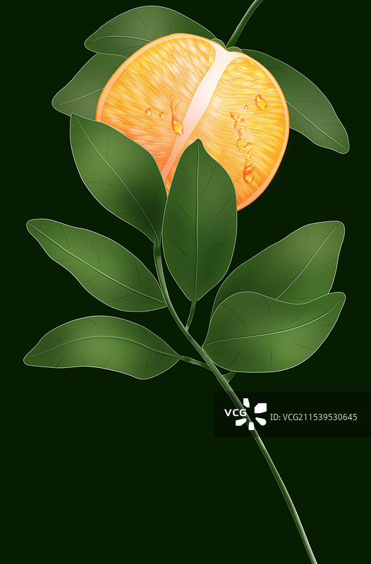 橙子的热爱图片素材