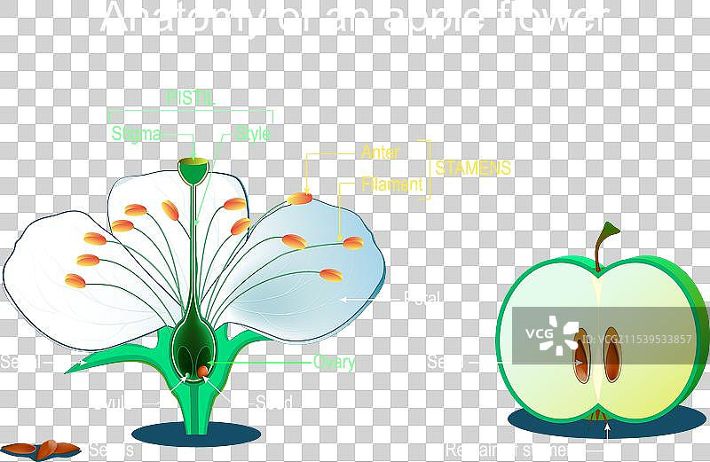 苹果花的结构和部分解剖图图片素材