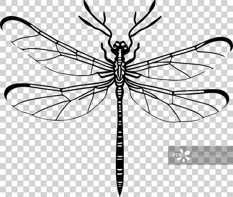 手绘黑色蜻蜓图标飞翔图片素材