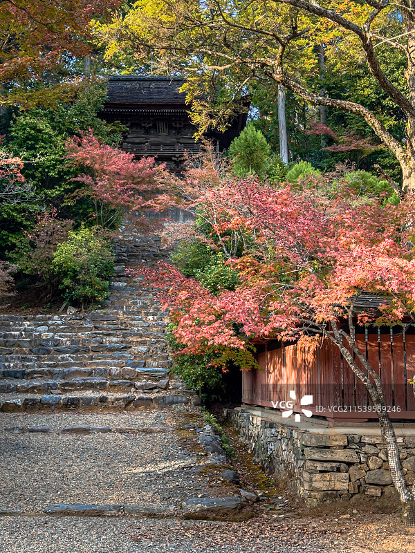 京都红叶 神护寺 京都秋天 关西旅行 寺庙 禅意 静谧图片素材