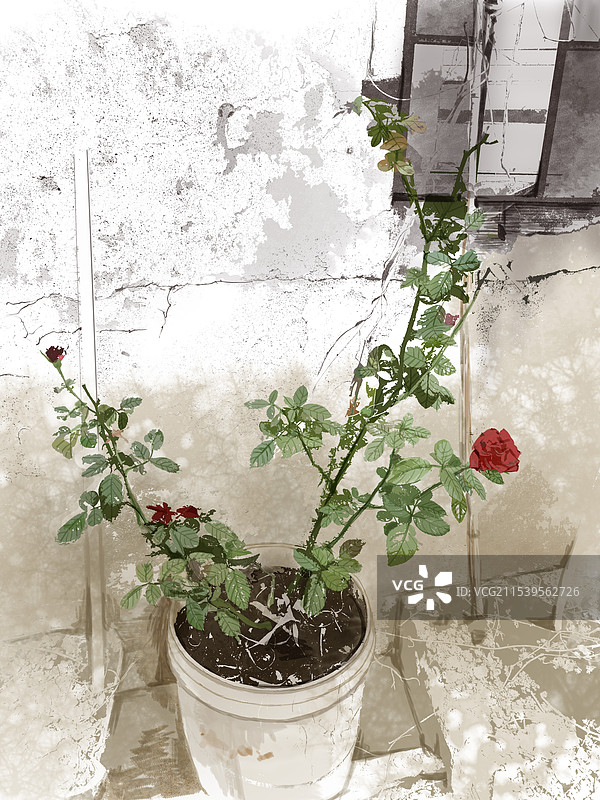 墙下的玫瑰PS板绘插画图片素材